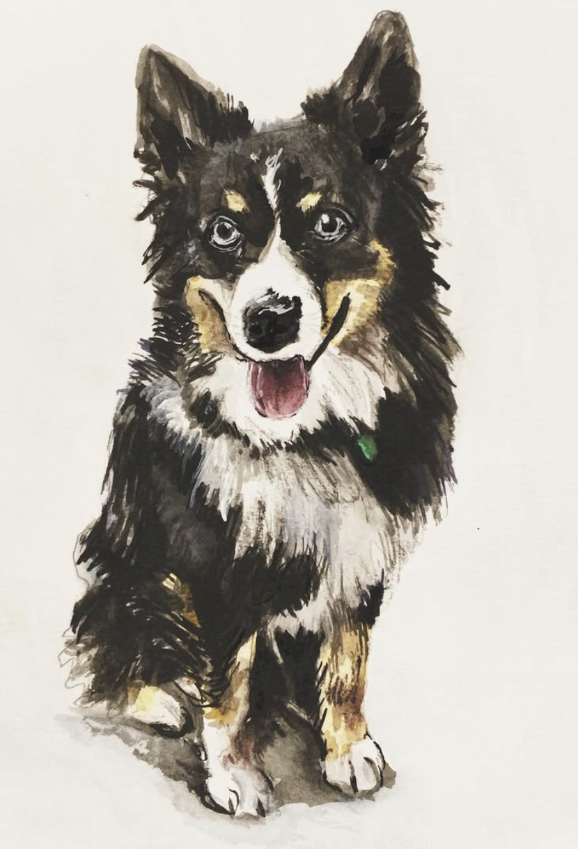 Ink and watercolor portrait of a black and white border collie